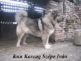 /album/kepgaleria-ivan/kun-karcag-sz-%c4%99pe-kennel-kuty-ii-%2824%29-jpg/